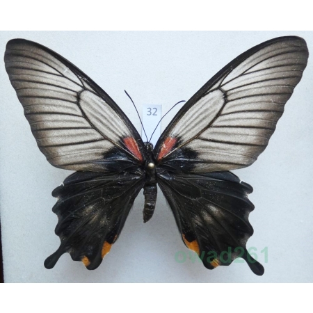 Papilio memnon Linnaeus, 1758 female Phillipines 88mm32